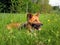 Sable border collie in grass