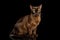 Sable Burmese Cat on isolated black background