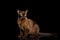 Sable Burmese Cat on isolated black background