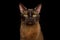 Sable Burmese Cat on isolated black background