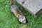 Sable coloured adult hob ferret