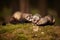 Sable ferret group posing in forest on moss for portrait