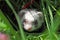 Sable ferret hiding in the grass. Close-up.