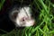 Sable ferret hiding in the grass. Close-up.