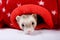 Sable Ferret Peeking Out of Red Star Toy