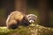 Sable ferret posing in forest on moss for portrait