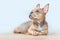 Sable French Bulldog dog puppy with healthy nose