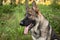 Sable German Shepherd Dog Portrait Outdoors Face