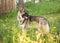 Sable German Shepherd Dog Portrait Outdoors Standing