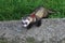 Sable male adult ferret