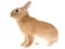 Sable Netherland dwarf rabbit, on white background