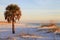 Sable Palm Tree on White Sand Beach