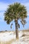 Sable Palm Tree on the White Sand Beach of Florida