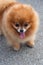 Sable Pomeranian dog portrait