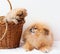 A sable Pomeranian puppy sits in a basket and looks at an adult orange Pomeranian, they look at each other