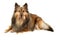 Sable Sheltie with dogbone