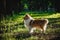 Sable sheltie - shetland sheepdog is walking in a park.