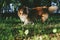 Sable sheltie - shetland sheepdog is walking in a park.