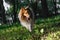 Sable sheltie - shetland sheepdog is walking in a park.