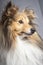 Sable shetland Sheepdog profile