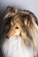 Sable shetland Sheepdog profile II