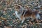 Sable shetland sheepdog puppy is standing in the autumn foliage. Shetland collie or sheltie.