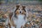 Sable shetland sheepdog puppy is standing in the autumn park. Shetland collie or sheltie. Close up. Pet animals.