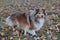 Sable shetland sheepdog puppy is walking in the autumn park. Shetland collie or sheltie. Pet animals.