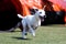 sable and white jack russel terrier running dog agility