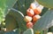 Sabra cactus branches with many ripe fruits.