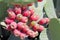 Sabra cactus branches with many ripe fruits.