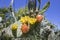 Sabra cactus buds and flowers against a blurry background of prickly thickets