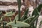 Sabra cactus plant, named after Israeli person, located in Jerusalem, Israel