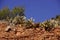 Sabra prickly pear cactus lines the top of a sandstone ridge