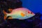 Sabre squirrelfish