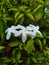 Sabrina or saberna flowers or white rombusa jasmine among green leaves