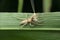 Sac spider, clubiona species with kill mayfly, Satara, Maharashtra