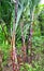 Saccharum Officinarum - Brown Sugar Cane Plant in India, Asia