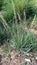 Saccharum spontaneum kans grass flower