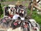 Sacel, Maramures, May the 1st, 2021: Mask artist presenting his hand made mask in his yard