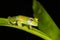 Sachatamia albomaculata cascade glass frog from the jungle rainforest