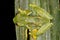 Sachatamia albomaculata rainforest jungle glass frog glassfrog