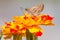 Sachem Skipper Butterfly on Marigold.