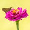 Sachem Skipper in Illinois