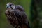 Sacker Falcon In Its Natural Environment