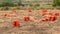 Sacks with fresh gathered onion on the field