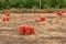 Sacks with fresh gathered onion on the field