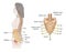 Sacral nerves