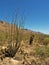 Sacramento Mountains at Oliver Lee Memorial State Park