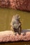 Sacred Baboon posing